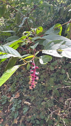American pokeweed