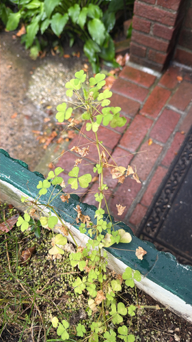 upright yellow woodsorrel
