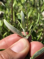 Monardella hypoleuca hypoleuca