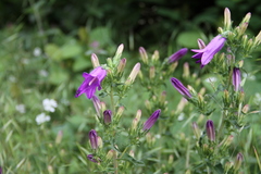 Campanula sibirica taurica