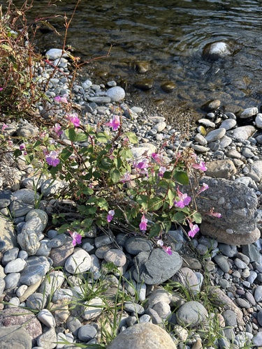 Kashmir Balsam