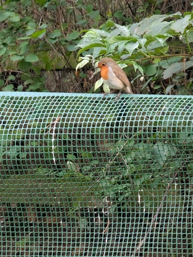 European Robin