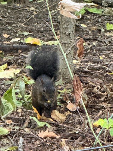 Eastern Gray Squirrel