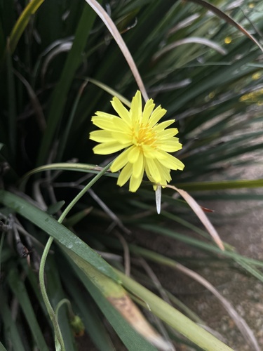 Pyrrhopappus pauciflorus observed 2026-10-04
