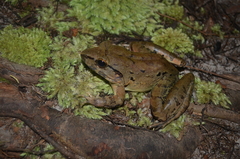 Limnonectes leporinus