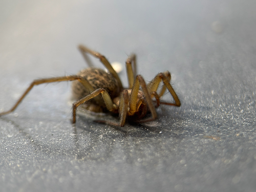 Hobo Spider