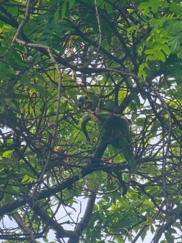 Turquoise-fronted Amazon