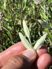 Monardella hypoleuca hypoleuca