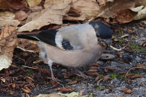 Eurasian Bullfinch