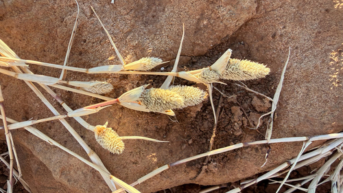 Sporobolus schoenoides, 2026-10-04