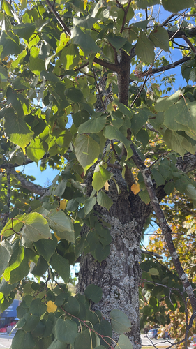 Little-leaf Linden