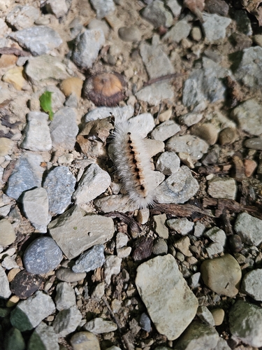 Hickory Tussock Moth