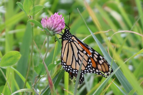 Monarch