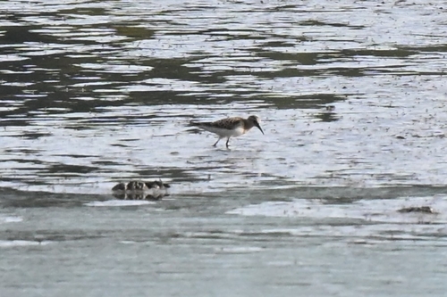Baird's Sandpiper