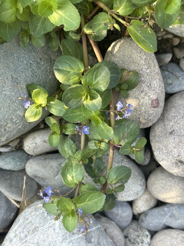 Brooklime