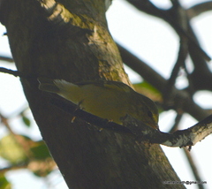 Phylloscopus affinis