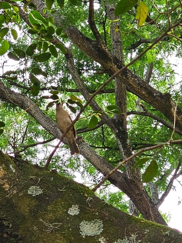 Pale-breasted Thrush