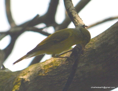 Phylloscopus affinis