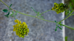 Medicago falcata