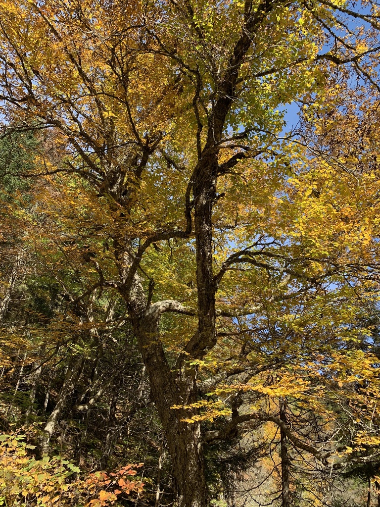 Looking up into an old yellow birch whose crown is mostly yellow, in a mixed woodland with orange undergrowth.