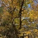 Yellow birch in Fundy National Park · October 4, 2026 · cornishgamehen · 1 saved view