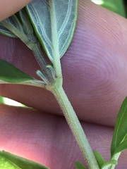 Monardella hypoleuca hypoleuca