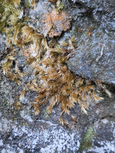 Orthothecium rufescens observed 2026-09-23
