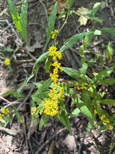 bluestem goldenrod