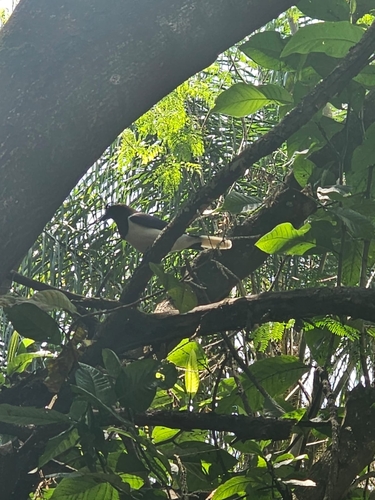 Curl-crested Jay