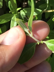 Monardella hypoleuca hypoleuca