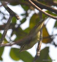 Phylloscopus affinis