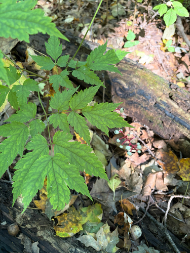 white baneberry