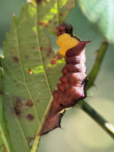 Morning-glory Prominent