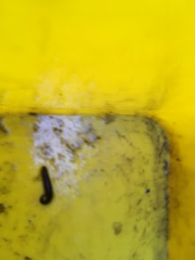 Haemopidae