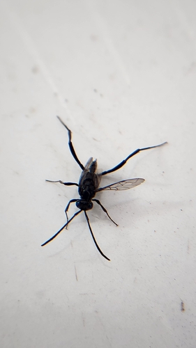 Blue-eyed Ensign Wasp