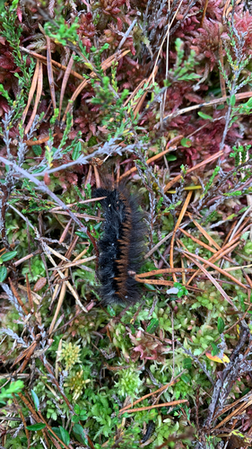 Fox Moth
