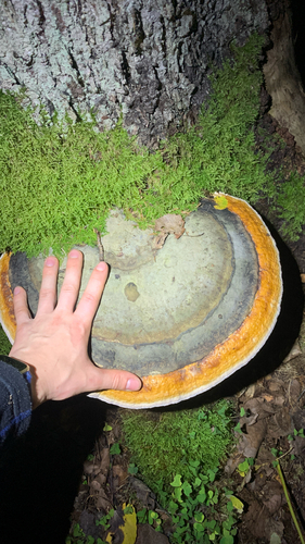 Red-banded Polypore