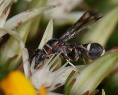 Micrapion