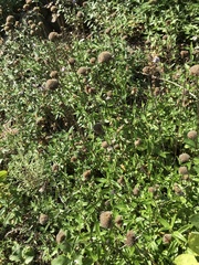 Monardella hypoleuca hypoleuca