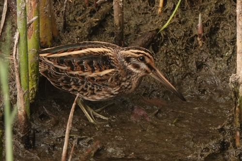 Jack Snipe
