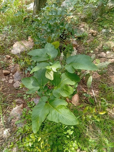 Tacca leontopetaloides observed 2026-10-01
