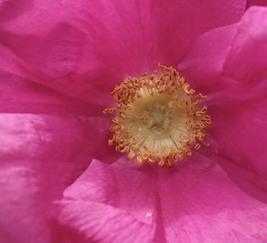 Rosa rugosa