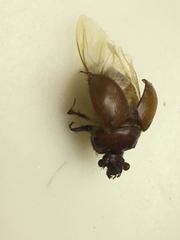 Bolbocerastes regalis