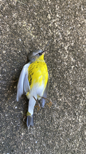 Magnolia Warbler