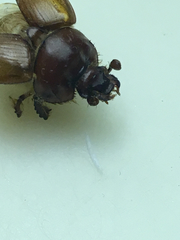 Bolbocerastes regalis