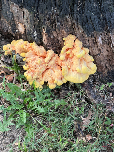 chicken of the woods