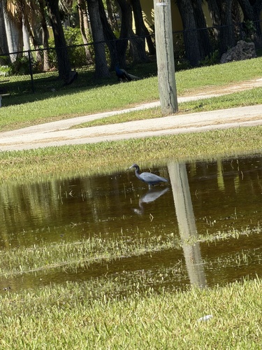 Little Blue Heron