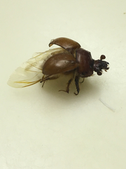 Bolbocerastes regalis