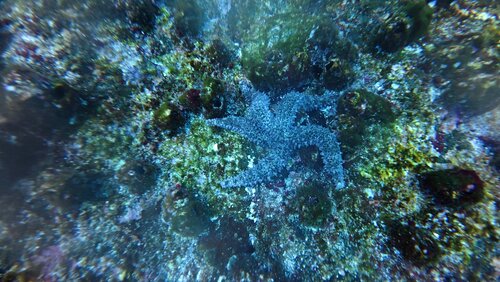 Mithrodia observed 2026-10-04
