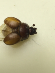 Bolbocerastes regalis